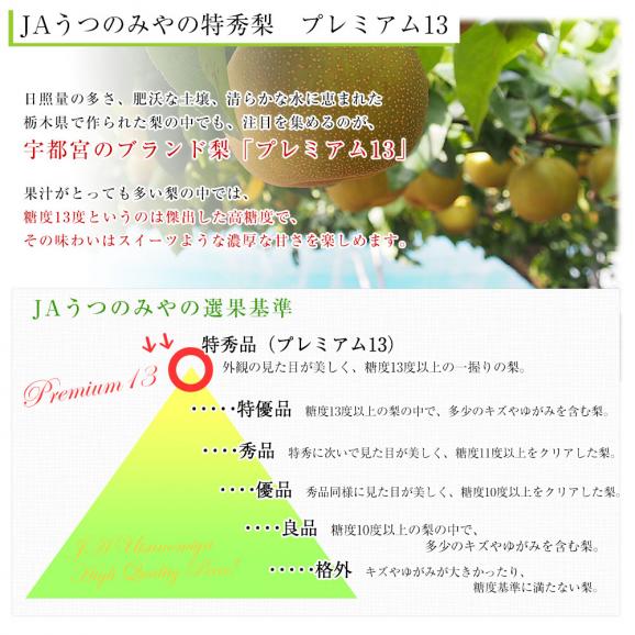 栃木県より産地直送 JAうつのみやの梨 糖度13度以上の特秀 プレミアム13 約5キロ (9玉から16玉) 送料無料　なし ナシ04