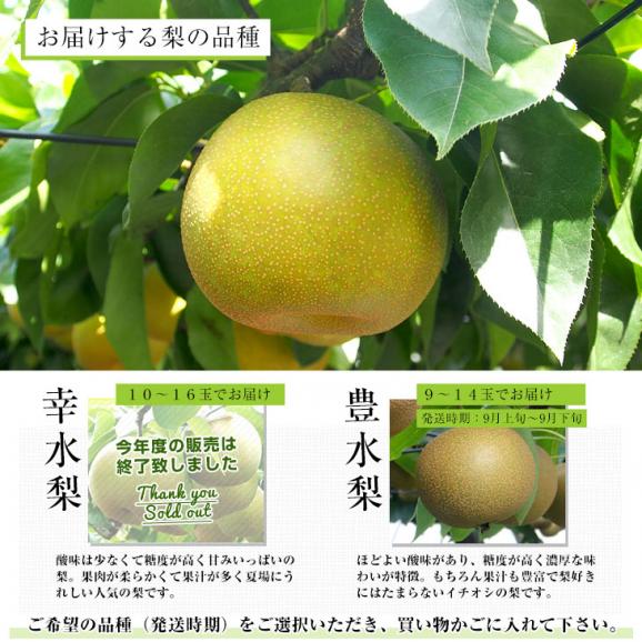 栃木県より産地直送 JAうつのみやの梨 糖度13度以上の特秀 プレミアム13 約5キロ （9玉から16玉） 送料無料 なし ナシ05