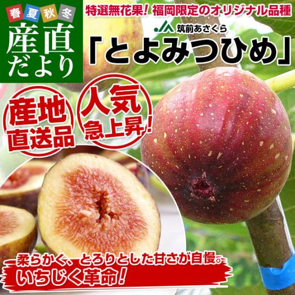 福岡県より産地直送 JA筑前あさくら とよみつひめ 秀品 化粧箱 Lサイズ 9玉から12玉（約900g）送料無料 いちじく 無花果 イチジク ※クール便02