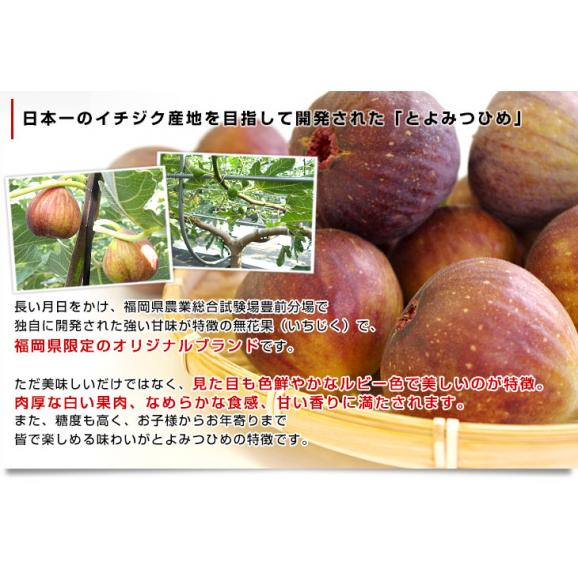 福岡県より産地直送 JA筑前あさくら とよみつひめ 秀品 化粧箱 Lサイズ 9玉から12玉（約900g）送料無料 いちじく 無花果 イチジク ※クール便04