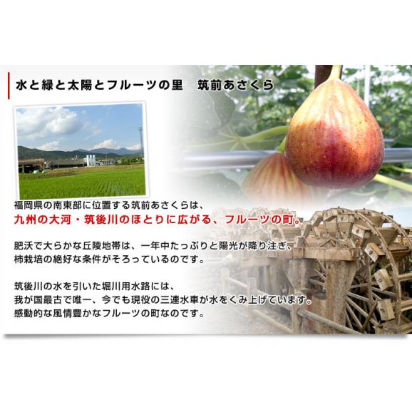 福岡県より産地直送 JA筑前あさくら とよみつひめ 秀品 化粧箱 Lサイズ 9玉から12玉（約900g）送料無料 いちじく 無花果 イチジク ※クール便05