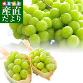 送料無料 長野県より産地直送 JA中野市 シャインマスカット 合計1.2キロ(2房から3房入り) ぶどう 葡萄