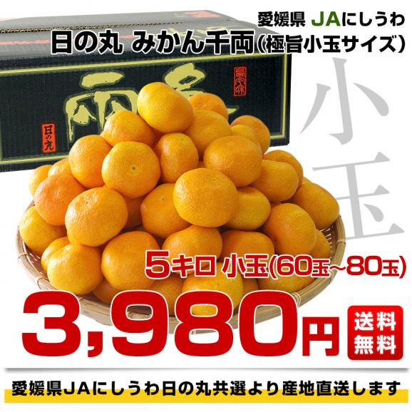 愛媛県より産地直送 JAにしうわ 日の丸みかん 千両 極旨小玉サイズ 5キロ（60玉から80玉） 蜜柑 ミカン  送料無料03