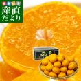 愛媛県産 JAにしうわ 日の丸みかん 千両 2Lサイズ 約5キロ(35玉前後) 蜜柑 ミカン 送料無料