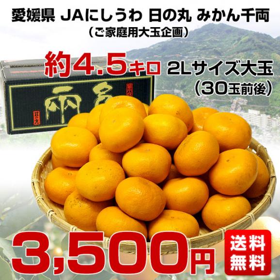 愛媛県産 JAにしうわ 日の丸みかん 千両 2Lサイズ 約4.5キロ(※MまたはLサイズでのお届けになることもございます。) 03