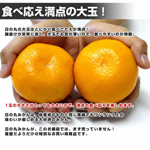 愛媛県産 JAにしうわ 日の丸みかん 千両 2Lサイズ 約4.5キロ(※MまたはLサイズでのお届けになることもございます。) 04