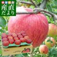 長野県より産地直送 JAながの 飯綱地区 サンふじ 赤秀以上 5キロ (12玉から20玉) 送料無料 林檎 りんご リンゴ