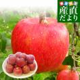 長野県より産地直送 JAながの 飯綱(いいづな)地区 シナノスイート 特秀品 5キロ(12玉から20玉) 送料無料リンゴ 林檎