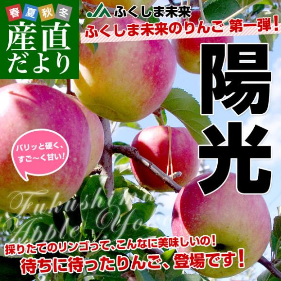 福島県より産地直送 JAふくしま未来「陽光」秀品 約2.8キロ(8玉から10玉) りんご 林檎 リンゴ  送料無料02
