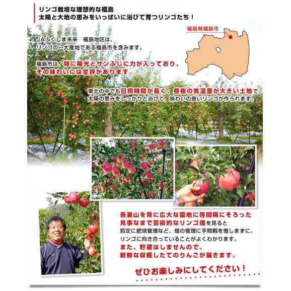 福島県より産地直送 JAふくしま未来「陽光」秀品 約2.8キロ(8玉から10玉) りんご 林檎 リンゴ  送料無料05