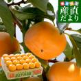 新潟県より産地直送 佐渡島 JA羽茂 おけさ柿 3.75キロ 2LからMサイズ(14玉から20玉) 柿 かき  送料無料