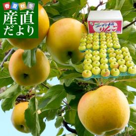 送料無料　青森県より産地直送　JAつがる弘前　「トキ」　たっぷり10キロ（小玉50玉から56玉）　りんご　林檎