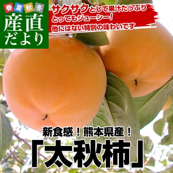 熊本県より産地直送 JAあしきた 太秋柿 3.5キロ(8玉から14玉) 送料無料 柿 かき02
