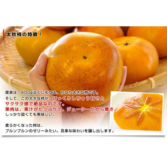 熊本県より産地直送 JAあしきた 太秋柿 3.5キロ(8玉から14玉) 送料無料 柿 かき04