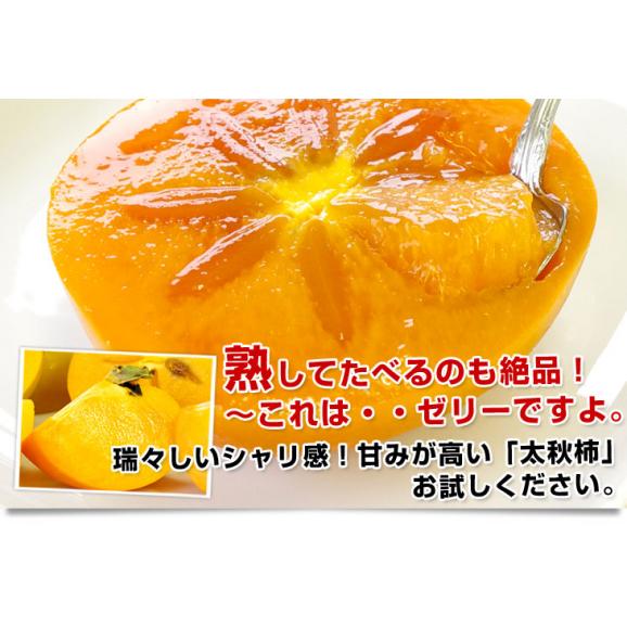熊本県より産地直送 JAあしきた 太秋柿 3.5キロ(8玉から14玉) 送料無料 柿 かき06