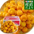 愛媛県より産地直送 JAえひめ南 玉津共選場 玉津の赤箱みかん 小玉 Sから２Sサイズ  5キロ  送料無料  蜜柑 みかん