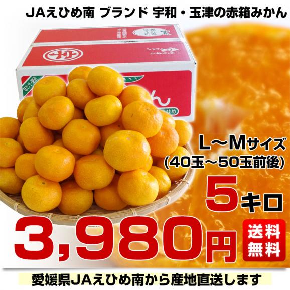 愛媛県より産地直送 JAえひめ南 玉津共選場 玉津の赤箱みかん  LからMサイズ  5キロ  送料無料  蜜柑 みかん03