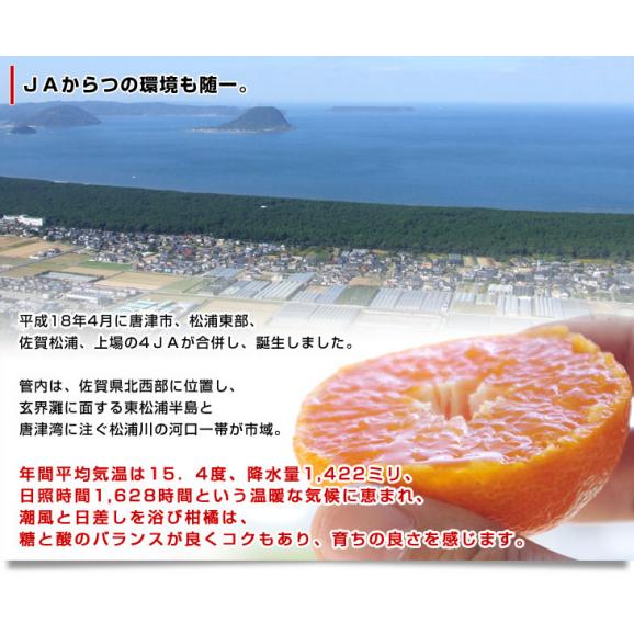 送料無料　佐賀県より産地直送　JAからつ　うまか美人　 高糖度みかん  小玉　2SからSサイズ　約2キロ×2箱（合計60玉前後）　 U・M・K美人　蜜柑　温州みかん06