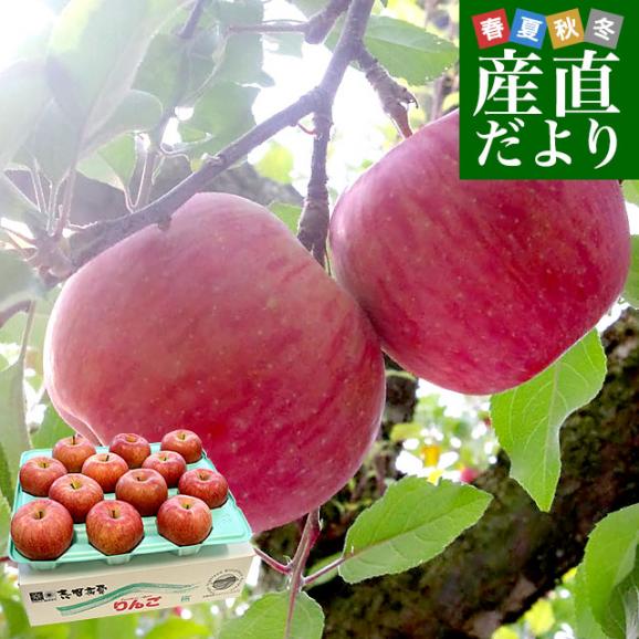 長野県より産地直送　JAながの　志賀高原のサンふじリンゴ　ご家庭用　約5キロ　(12玉から20玉)　送料無料 林檎　りんご　リンゴ01
