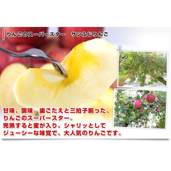 長野県より産地直送　JAながの　志賀高原のサンふじリンゴ　ご家庭用　約5キロ　(12玉から20玉)　送料無料 林檎　りんご　リンゴ04