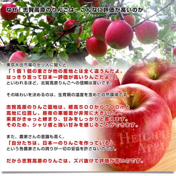 長野県より産地直送　JAながの　志賀高原のサンふじリンゴ　ご家庭用　約5キロ　(12玉から20玉)　送料無料 林檎　りんご　リンゴ05