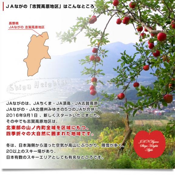 長野県より産地直送　JAながの　志賀高原のサンふじリンゴ　ご家庭用　約5キロ　(12玉から20玉)　送料無料 林檎　りんご　リンゴ06