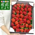 栃木県より産地直送 渡辺さんちのTちゃんいちご(栃乙女)大盛り1.2キロ(不揃い：28粒から42粒) 苺 いちご イチゴ ストロベリー 送料無料 ※クール便発送