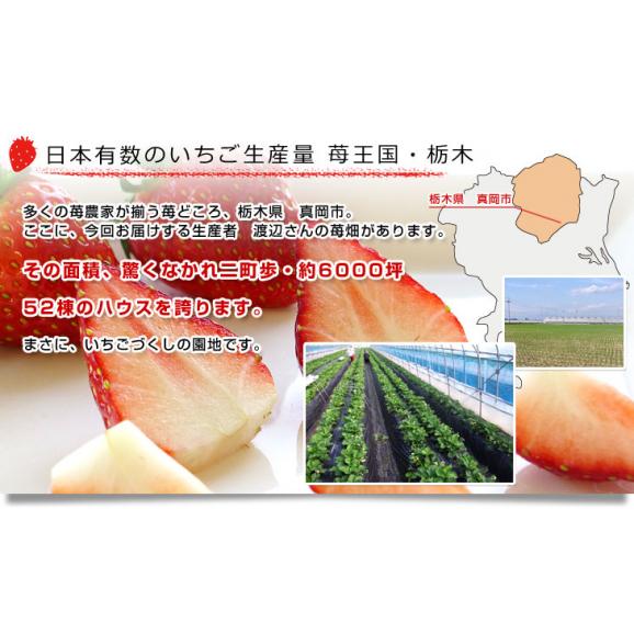 栃木県より産地直送 渡辺さんちのTちゃんいちご(栃乙女)大盛り1.2キロ(不揃い：28粒から42粒) 苺 いちご イチゴ ストロベリー 送料無料 ※クール便発送05