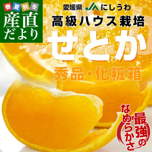 愛媛県より産地直送 JAにしうわ 高級ハウス栽培 せとか 秀品 3LからLサイズ 3キロ化粧箱 （10玉から15玉） 送料無料 セトカ 西宇和02