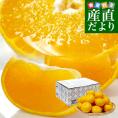 愛媛県 JAにしうわ せとか 良品 ちょっと訳あり 約2.5キロ 2LからMサイズ (10玉から15玉) 送料無料　セトカ 西宇和
