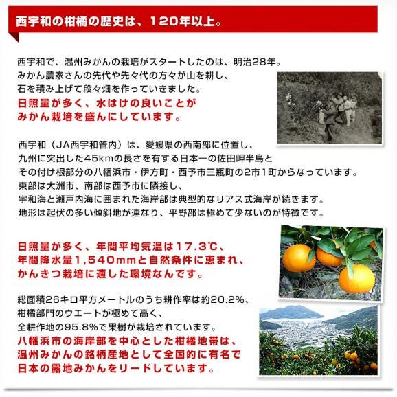 愛媛県 JAにしうわ せとか 良品 ちょっと訳あり 約2.5キロ 2LからMサイズ (10玉から15玉) 送料無料　セトカ 西宇和06