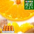 愛媛県より産地直送 JAにしうわ 甘平(かんぺい) 秀品 3Lから2Lサイズ 3キロ (10玉から12玉) 送料無料 カンペイ 西宇和