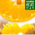 愛媛県 JAにしうわ 甘平(かんぺい) ちょっと訳あり 3LからLサイズ 約2.5キロ(8玉から14玉) 送料無料 カンペイ 西宇和