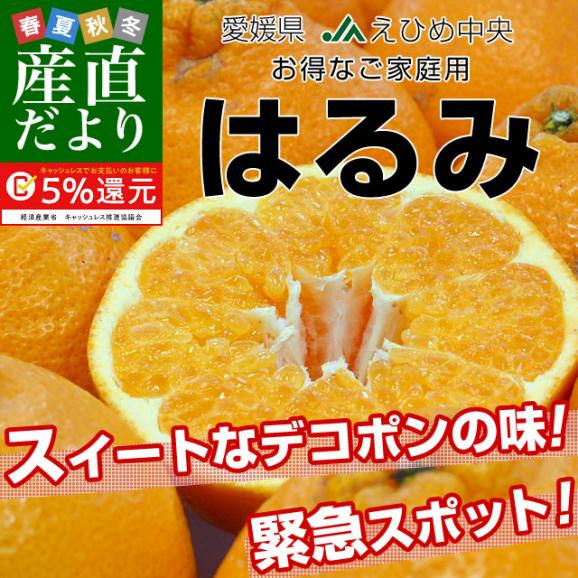 愛媛県産 JAえひめ中央 はるみ ご家庭用 3LからMサイズ 5キロ (18から35玉前後) 送料無料 柑橘 オレンジ 市場スポット02