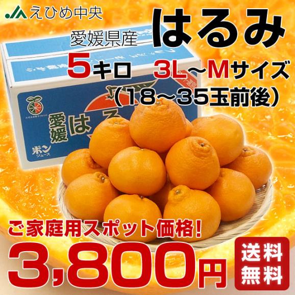 愛媛県産 JAえひめ中央 はるみ ご家庭用 3LからMサイズ 5キロ (18から35玉前後) 送料無料 柑橘 オレンジ 市場スポット03