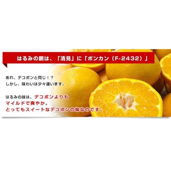 愛媛県産 JAえひめ中央 はるみ ご家庭用 3LからMサイズ 5キロ (18から35玉前後) 送料無料 柑橘 オレンジ 市場スポット05