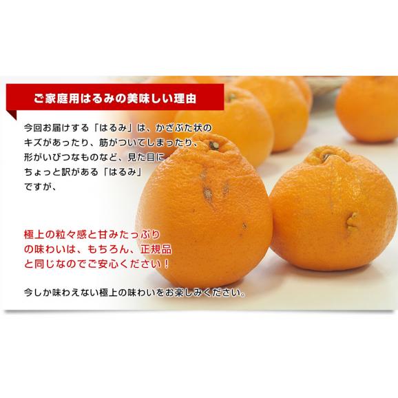 愛媛県産 JAえひめ中央 はるみ ご家庭用 3LからMサイズ 5キロ (18から35玉前後) 送料無料 柑橘 オレンジ 市場スポット06