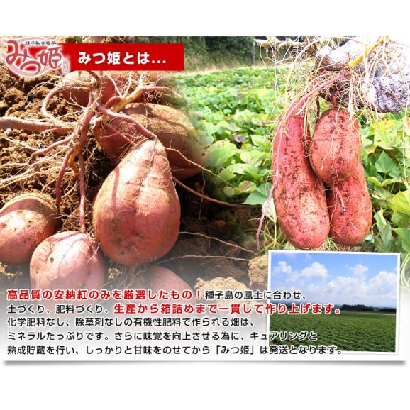 鹿児島県より産地直送 種子島安納紅「みつ姫」 約1.8キロ さつまいも 唐芋 からいも カライモ  送料無料04