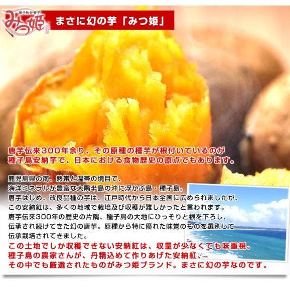 鹿児島県より産地直送 種子島安納紅「みつ姫」 約1.8キロ さつまいも 唐芋 からいも カライモ  送料無料05