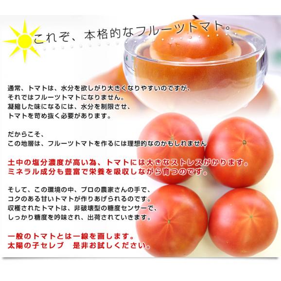 熊本県より産地直送 JAやつしろ 太陽の子セレブ フルーツトマト 約1キロ LからSサイズ(９玉から16玉) 送料無料 とまと05
