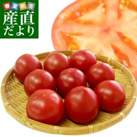 送料無料 熊本県より産地直送 JAやつしろ 太陽の子セレブ フルーツトマト 約1キロ Lサイズ(9玉) とまと