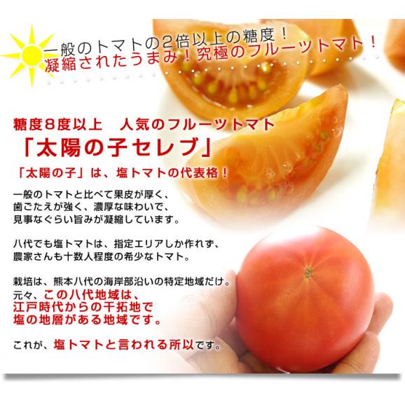 送料無料 熊本県より産地直送 JAやつしろ 太陽の子セレブ フルーツトマト 約1キロ Lサイズ(9玉) とまと04