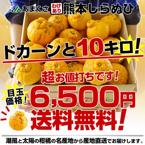 熊本県より産地直送 JAあまくさ 訳あり熊本しらぬひ 大小込 10キロ 不知火 しらぬい 柑橘 オレンジ 天草 送料無料03