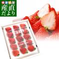 新潟県より産地直送 JA北新潟 越後姫(えちごひめ) 440から470g(12から15粒入り) ゆりカーゴタイプ イチゴ 苺 いちご ※クール便発送