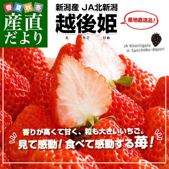 新潟県より産地直送 JA北新潟 越後姫(えちごひめ) 440から470g(12から15粒入り) ゆりカーゴタイプ イチゴ 苺 いちご ※クール便発送02