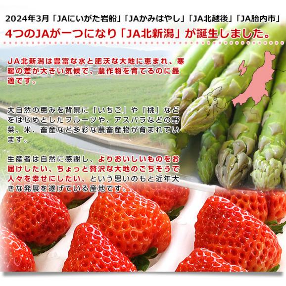 新潟県より産地直送 JA北新潟 越後姫(えちごひめ) 440から470g(12から15粒入り) ゆりカーゴタイプ イチゴ 苺 いちご ※クール便発送05