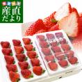 新潟県より産地直送 北新潟 越後姫(えちごひめ) 880gから940g化粧箱 (24粒から30粒入り) 送料無料 ゆりカーゴタイプ イチゴ 苺 いちご ※クール便発送