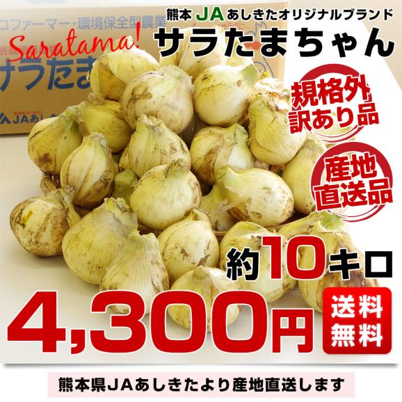 熊本県より産地直送 JAあしきた サラたまちゃん 規格外 (訳あり品) 約10キロ  送料無料 玉葱 タマネギ サラ玉 さらたま さらタマ03