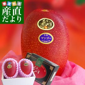 宮崎県より産地直送 JA宮崎中央 完熟マンゴー 太陽のタマゴ２L×2玉 (350gから449g×2玉) 送料無料 宮崎マンゴー 太陽のたまご お中元 ギフト