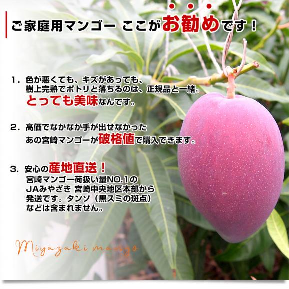 宮崎県より産地直送 JAみやざき宮崎中央地区本部 訳あり宮崎マンゴー 1キロ以上 (2玉から3玉) 送料無料05